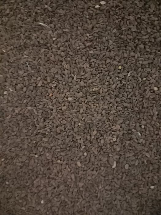 Rzodkiew oleista łubin wyka gorczyca facelia Poplony