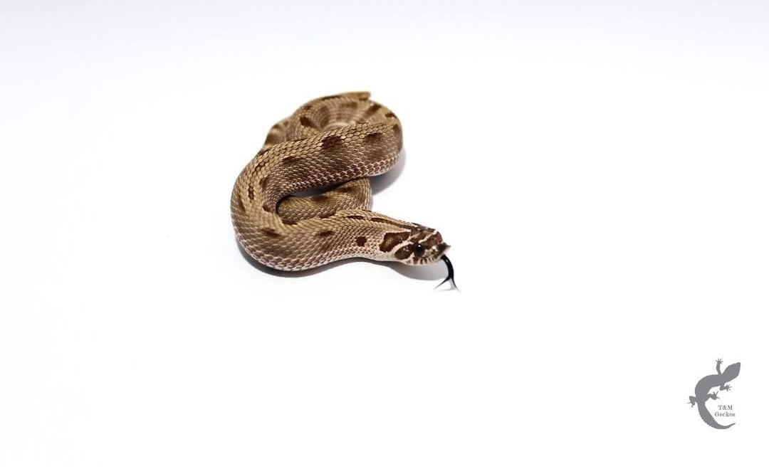 Heterodon zachodni