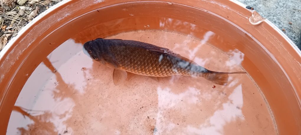 Sprzedam czarno złote karasie