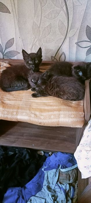 Отдам даром котят