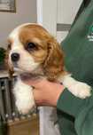 Cavalier King Charles Spaniel ZKwP FCI piesek