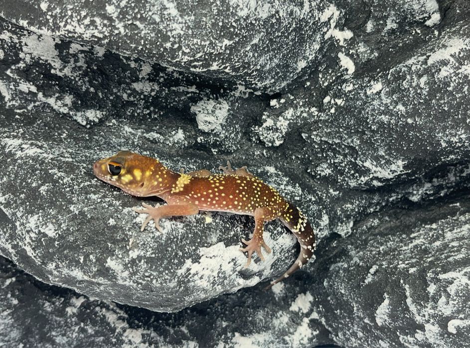 Gekon gekony underwoodisaurus milii Koszalin