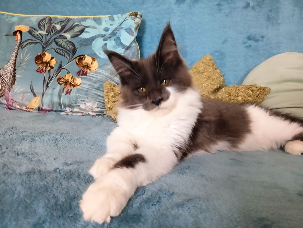 Maine coon dostojna koteczka niebieski solid z białym rodowód FPL