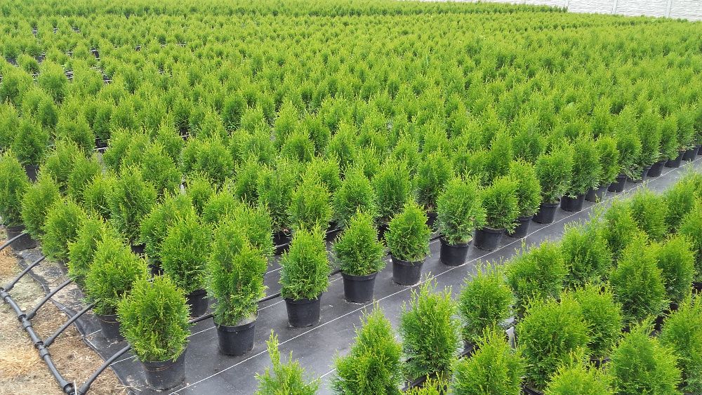 Tuje SZMARAGD (Thuja Smaragd) 80-100 cm PRODUCENT, Tuja. RADOM