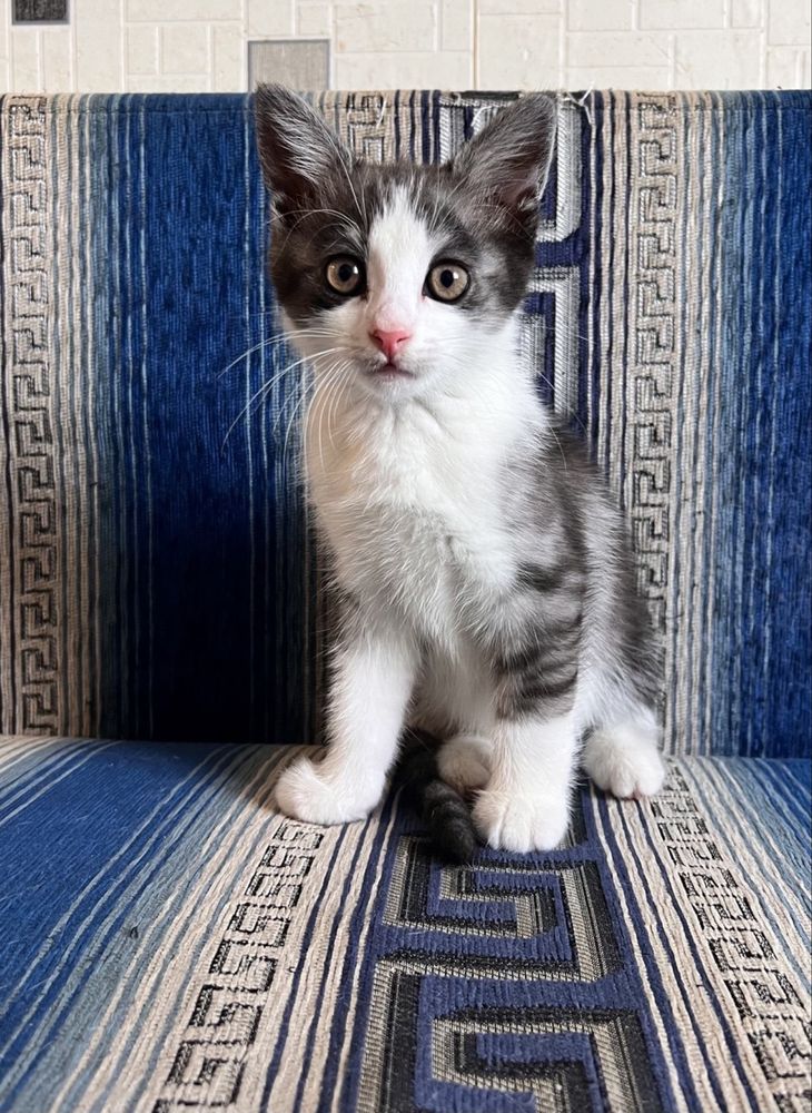 Котик 2 місяці безкоштовно
