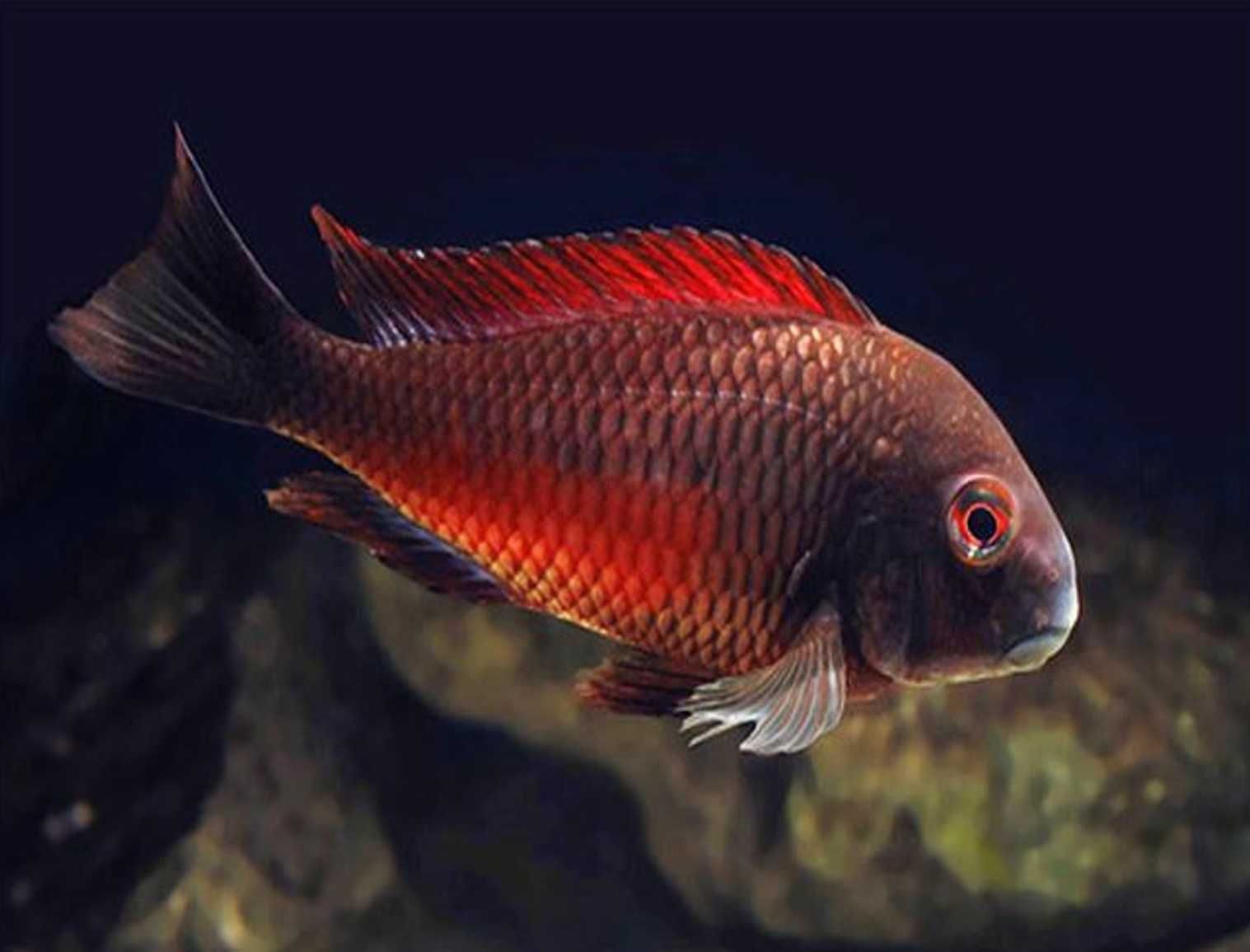 Tropheus sp. Moliro Red - pokolenie F1 - dowóz, wysyłka