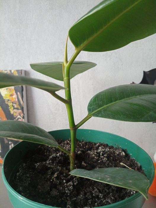 Фікус сортовий широколистний дешево