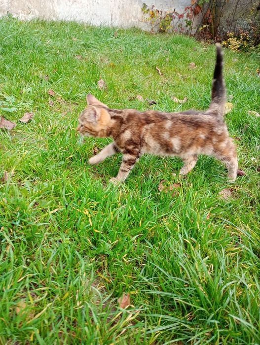 Кошечки в добрые руки