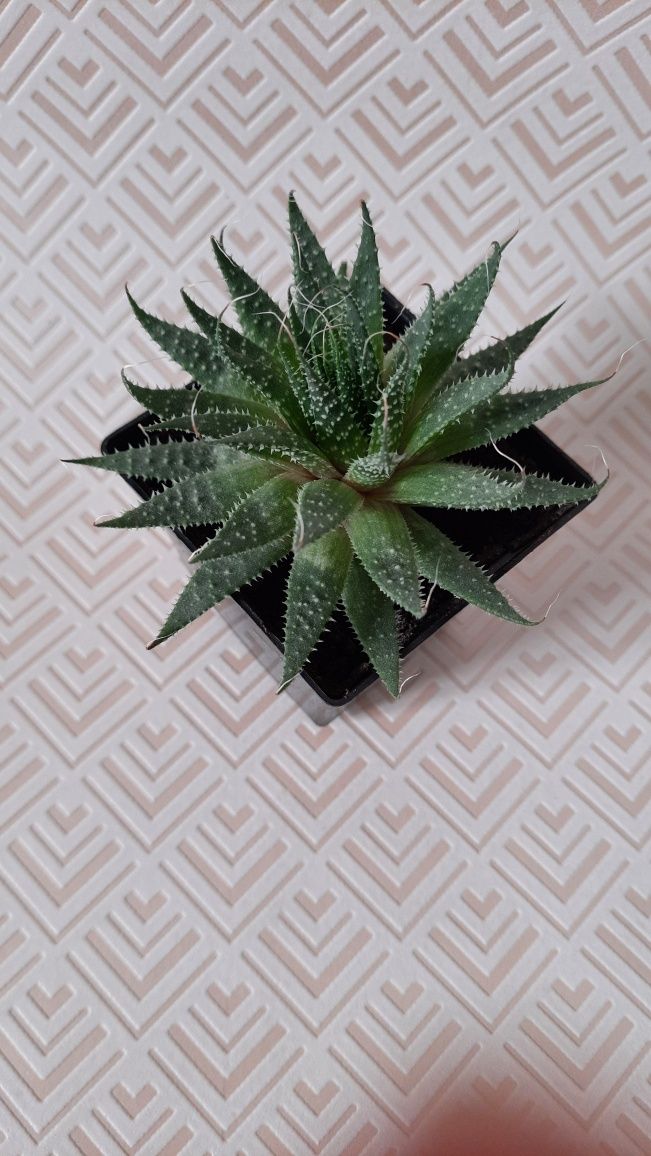 Aloes ościsty sukulent w doniczce sadzonka sadzonki aloesu