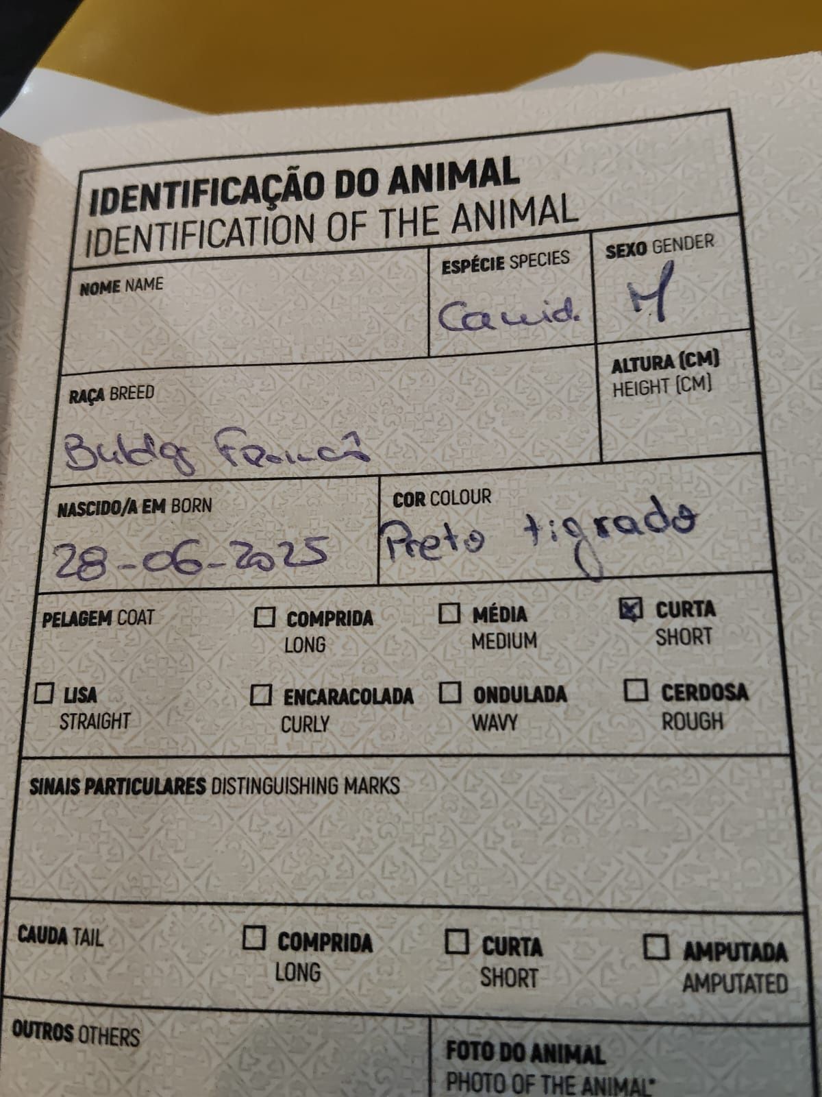 Cachorrinha para venda