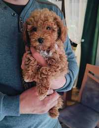 Suczka Maltipoo red