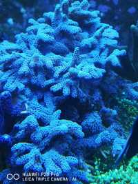 Koralowce sps montipora
