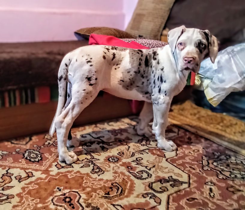 Dog niemiecki, piesek szczenię urodzony koniec lipca