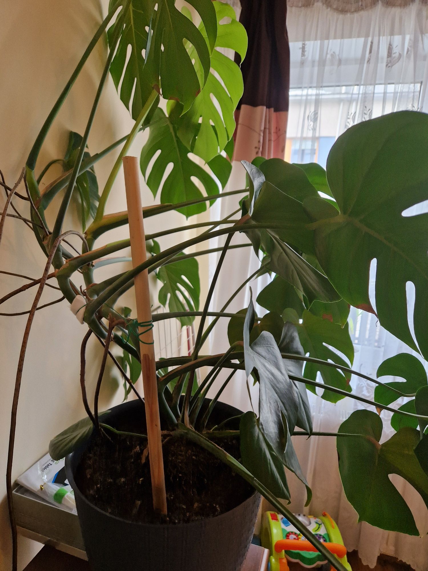 Duża ładna Monstera