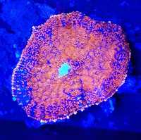 Rhodactis a`la Superman akwarium morskie koralowce Korale.Pro