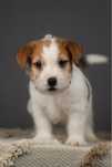 Piesek Jack Russell terrier ZKWP/FCI szorstkowłosy