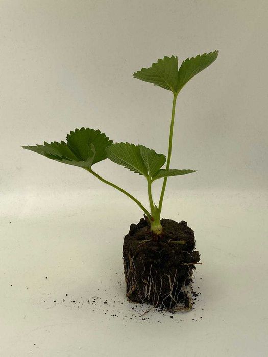 Саженцы,рассада клубники,саджанці,розсада полуниці.