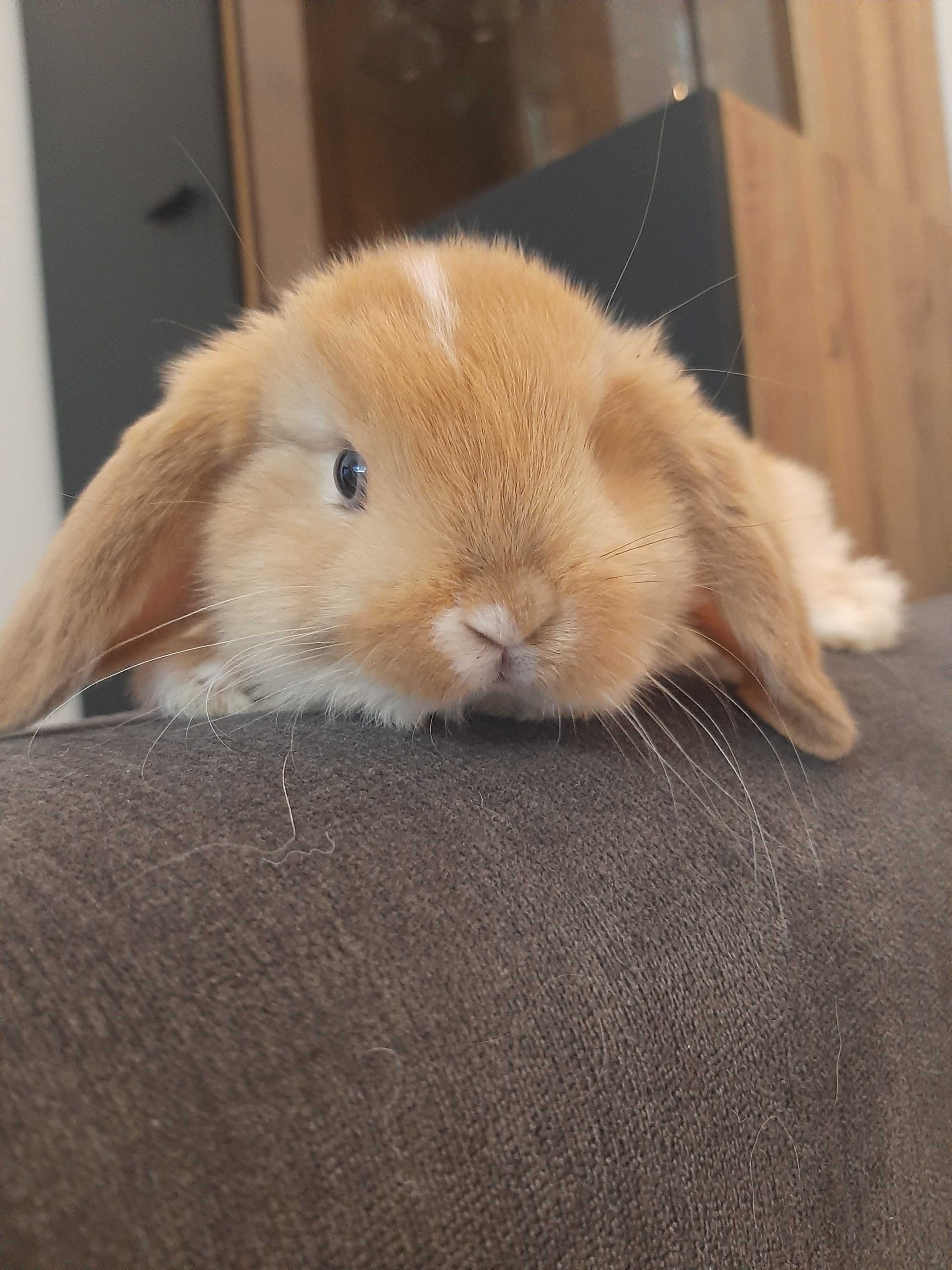 Króliki baranek  miniaturka  mini lop cena tylko dzisiaj