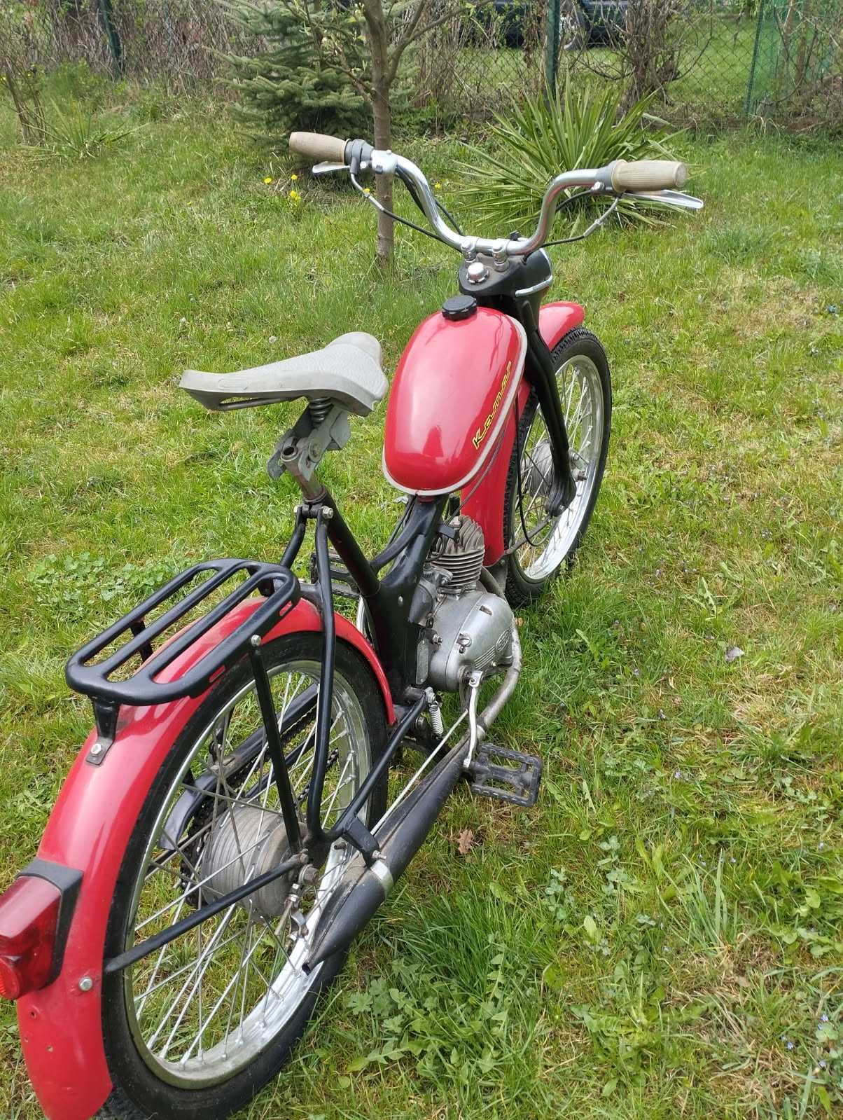 Komar sztywniak czerwony