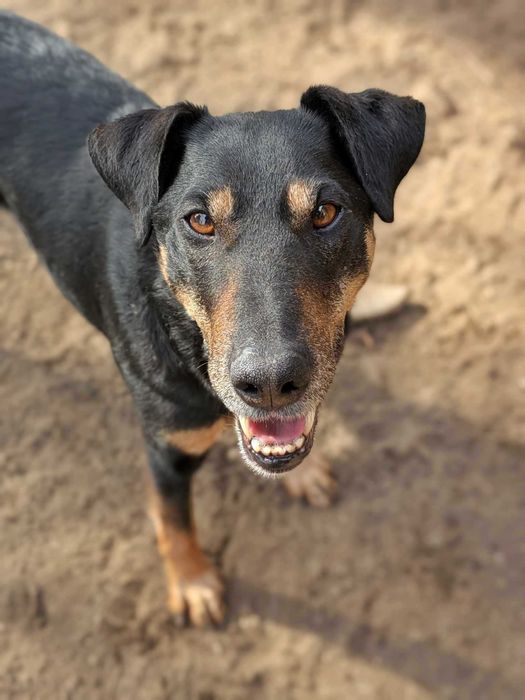 Tymon - psiak w typie teriera szuka domu