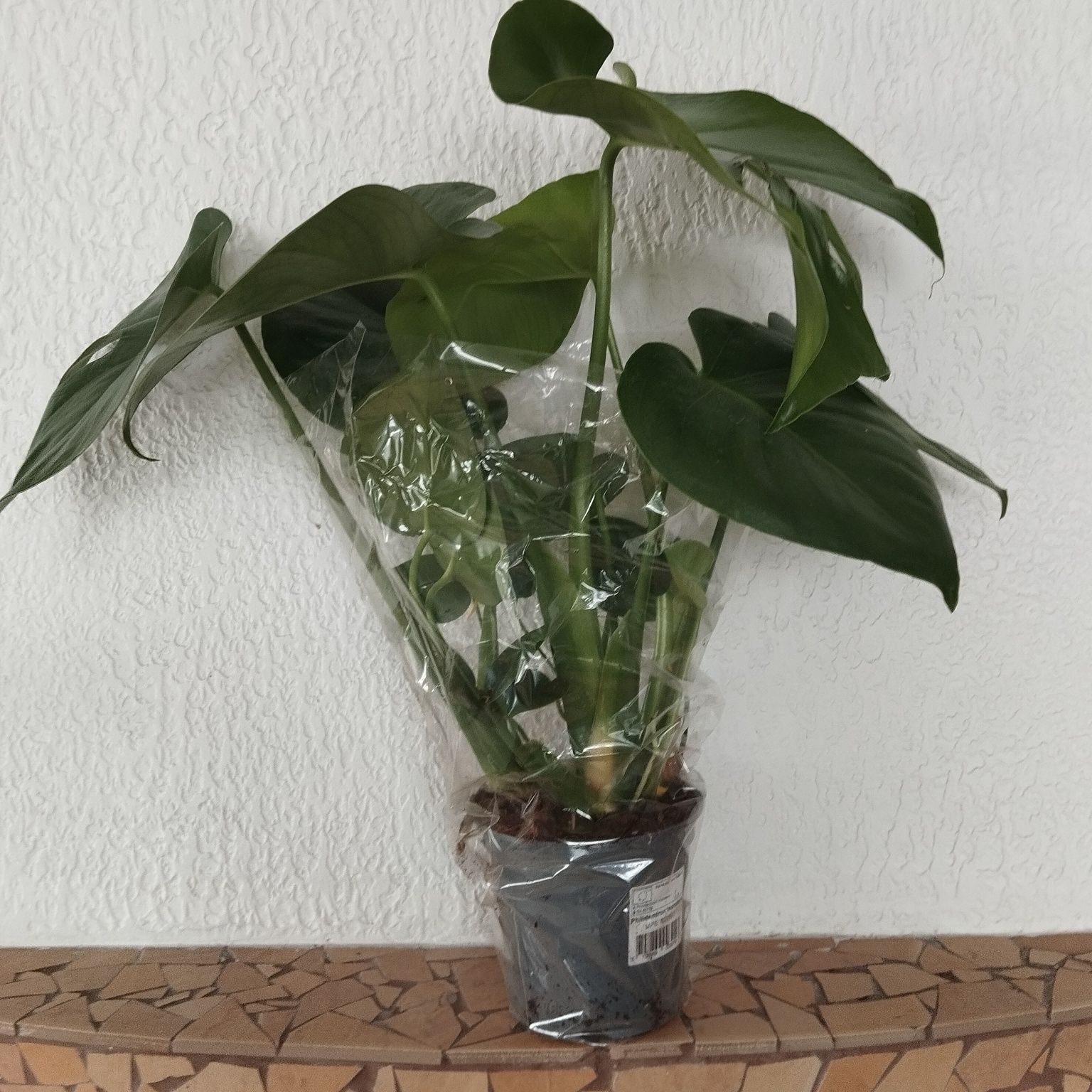 Philidendron Monstera