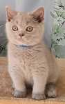 British Shorthair lilás macho com Lop