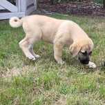 Pies Pasterski Kangal Turecki szczeniak pies