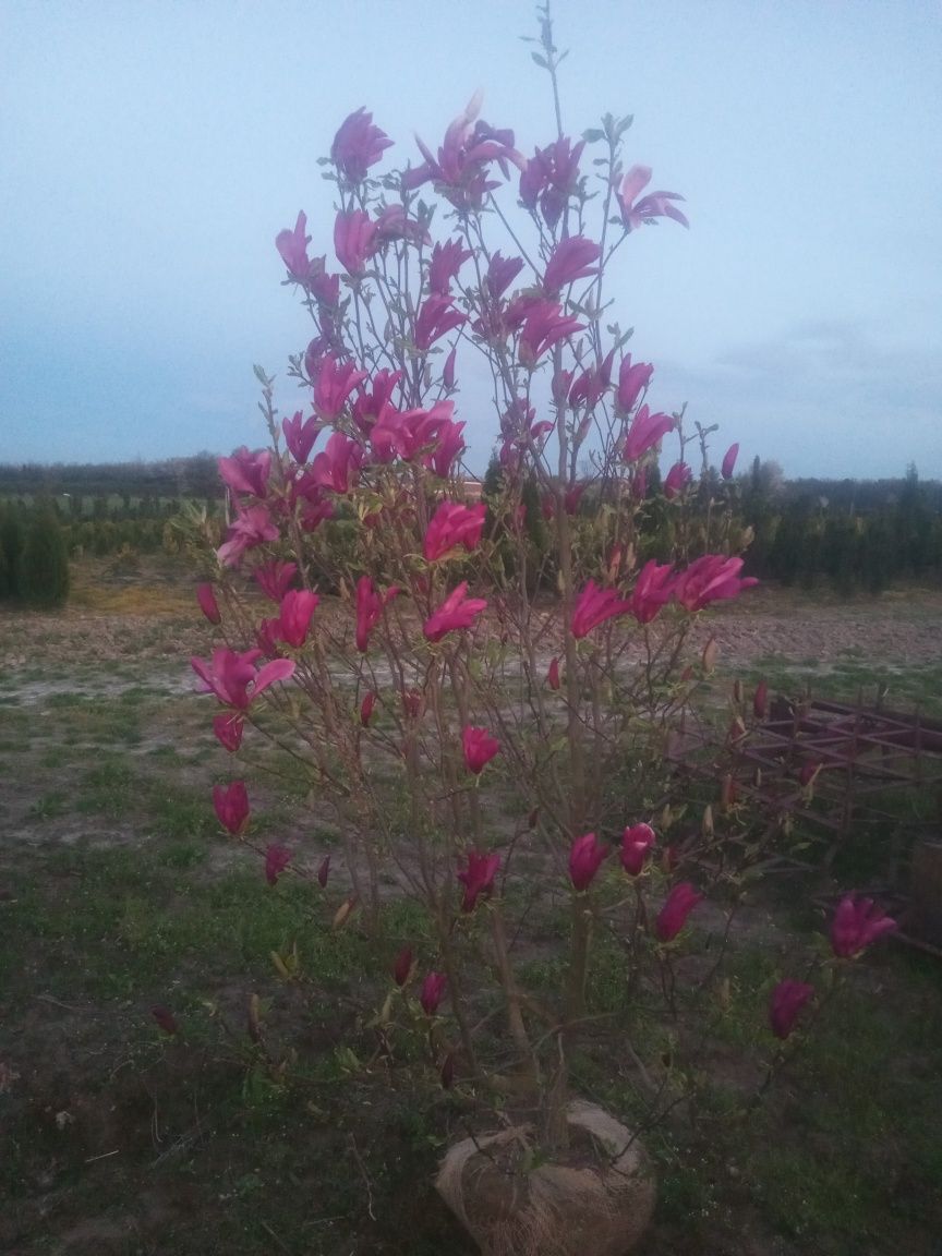 Magnolia SUSAN 160-200CM oraz żółta