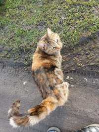 Piękna porzucona koteczka trikotka szuka DS/DT Olsztyn