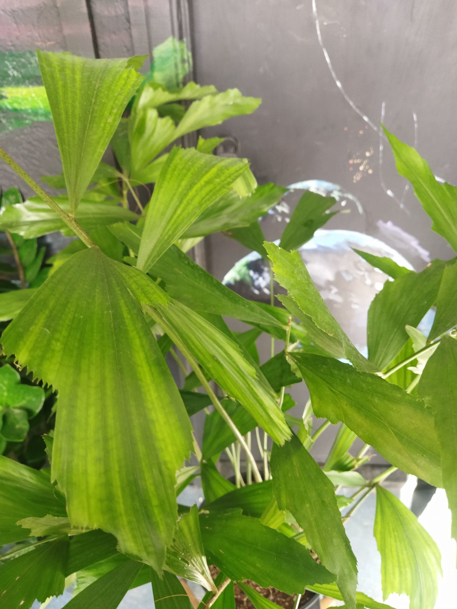 Пальма Каріота Caryota 1 метр Кариота