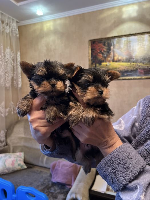 Готові до бронювання малюки йоркширського тер’єра!