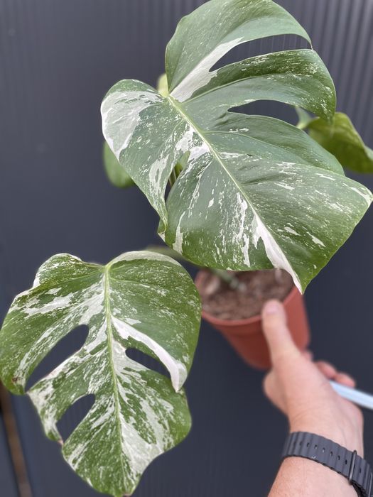 Monstera variegata