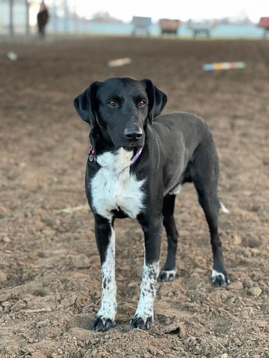 Пропала собака Правый