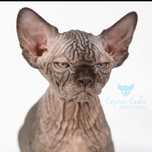 Gymni Gata*PL PLANUJEMY miot L sphynx sfinks