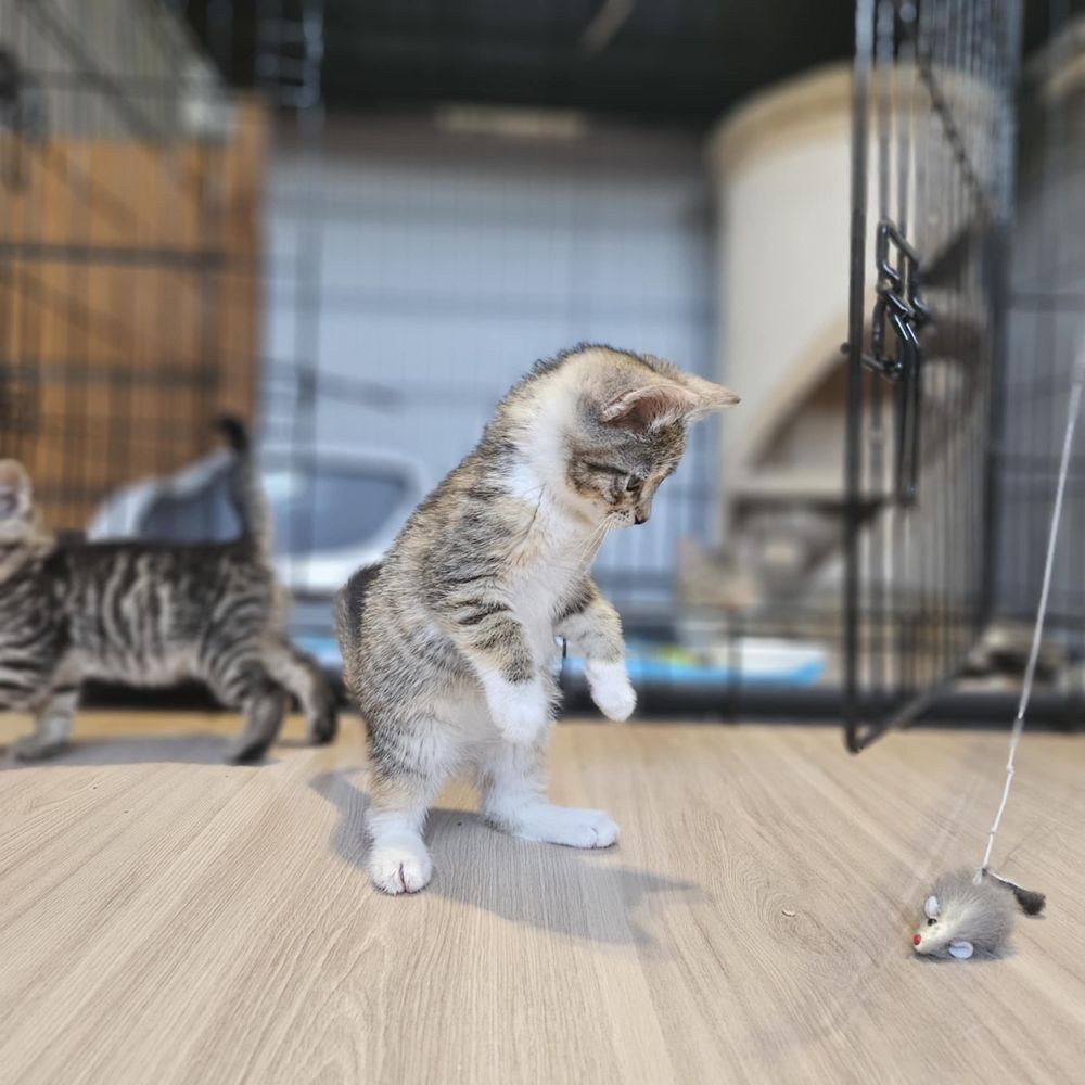 Mały słodziak do adopcji