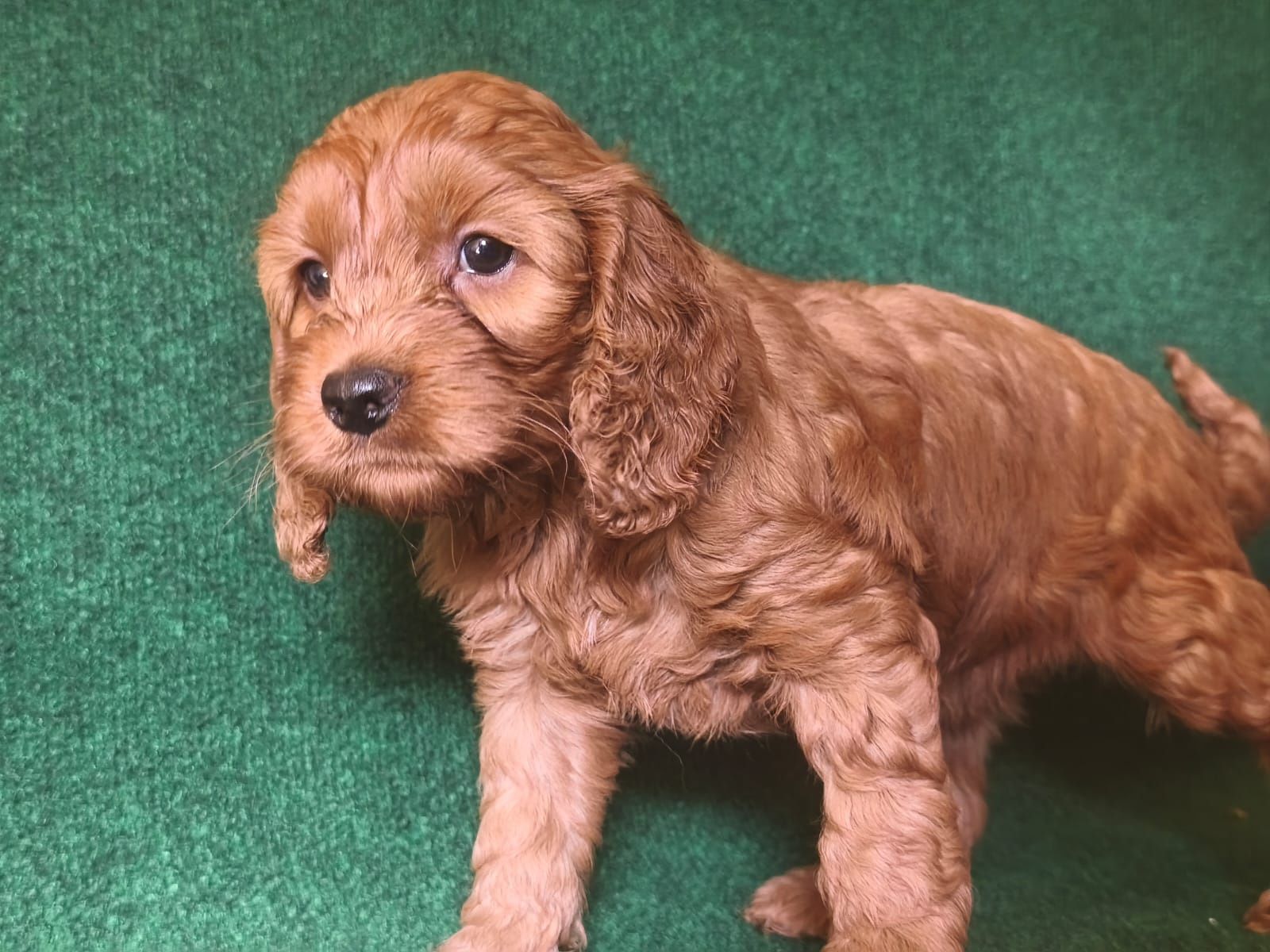 Cocapoo Cocker spaniel+pudel
