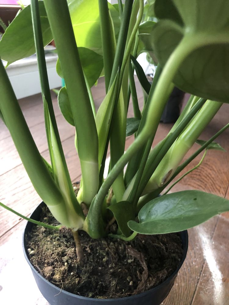 Piękna Monstera 80cm wysokości