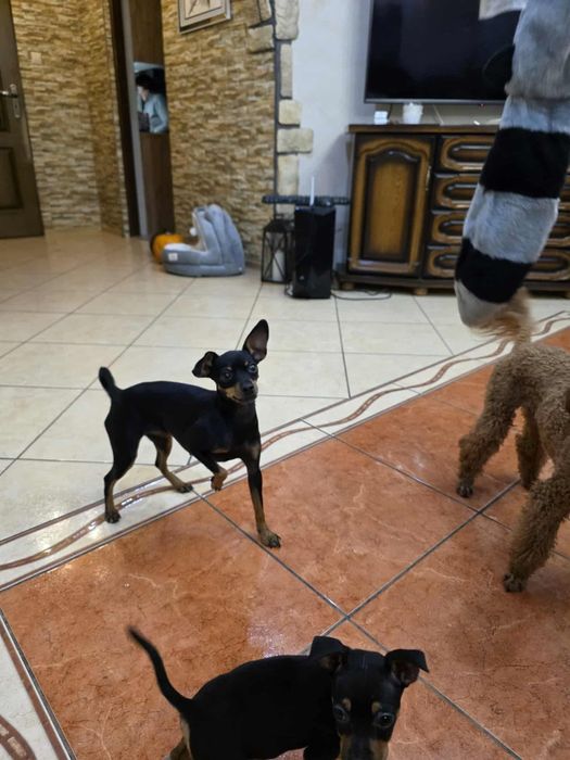 Pinczerek miniaturowy z rodowodem sunia