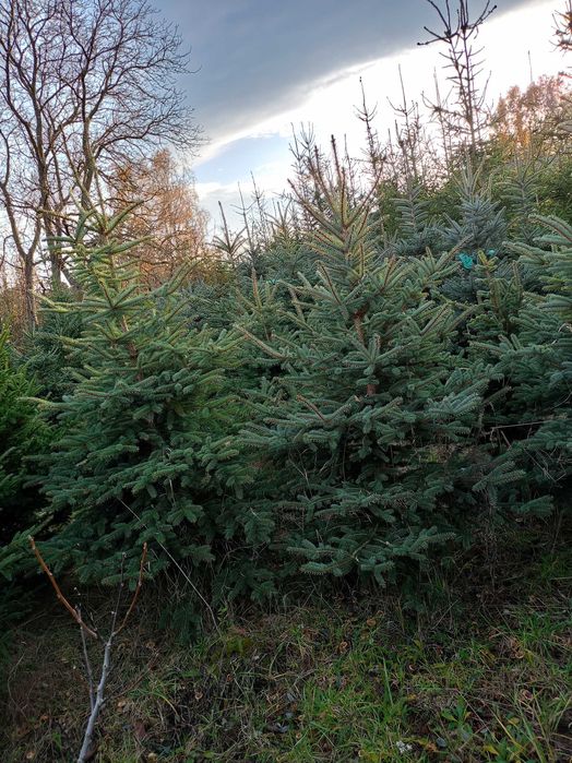 Świerki srebrne, pospolite