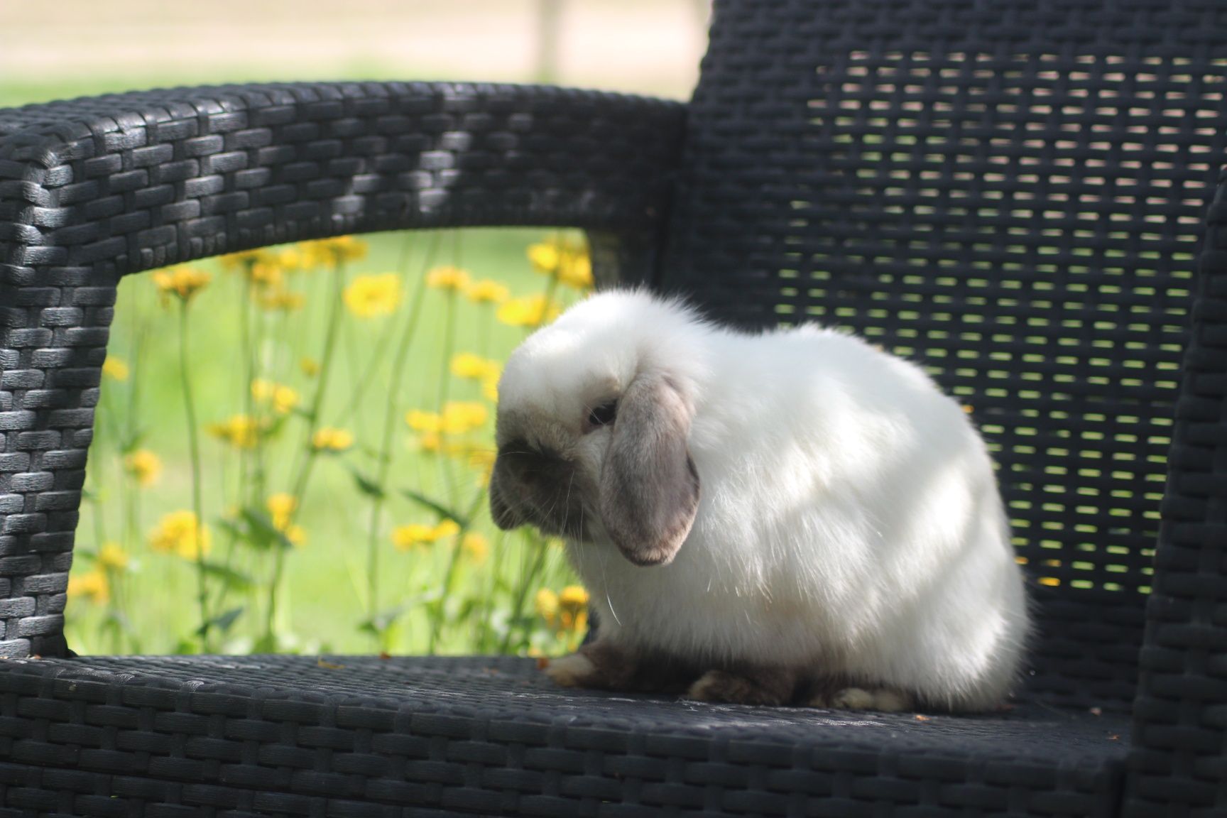 Mini lop króliki karzełek miniaturka baranek hodowla