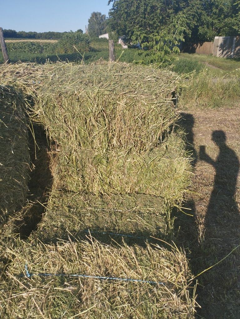 Сіно з люцерни для худоби