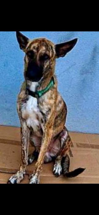 Raçado de pastor belga