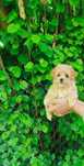 Maltipoo , hybryda maltańczyk & pudel toy - suczka , okazja