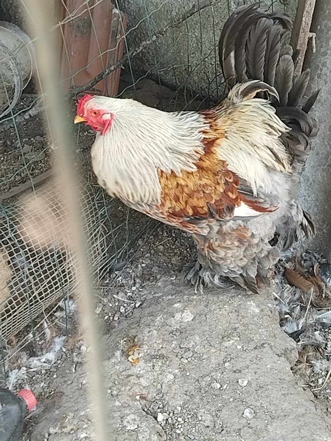 Galo Brahma e galinhas