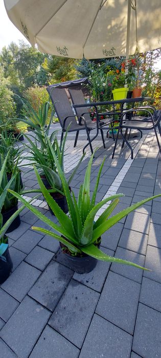 Aloes drzewiasty i aloe vera