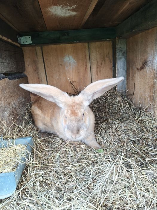 Sprzedam dwie samice osc i osż  z rodowodem