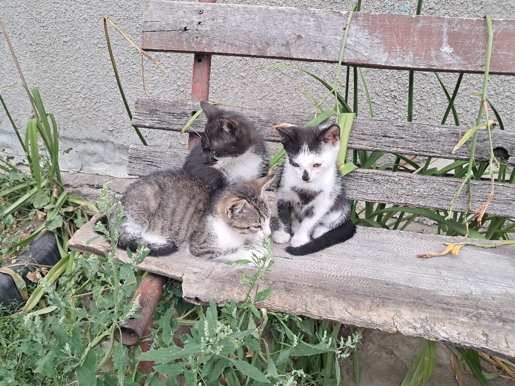 Kotki  oddam w dobre ręce