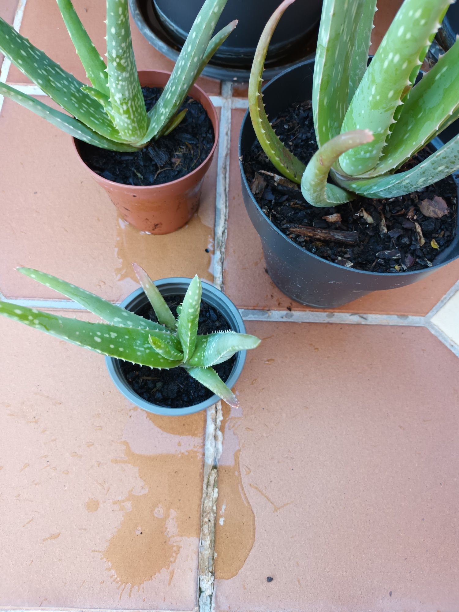 Planta aloe vera em vaso