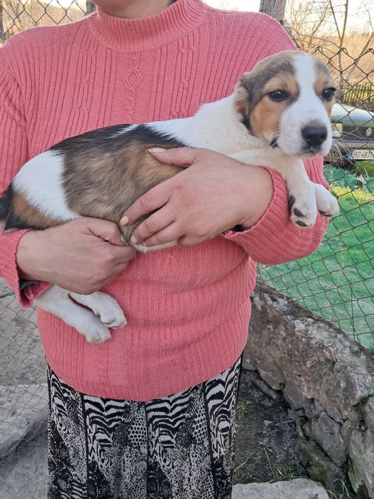 Цуценята породи туркменський алабай.