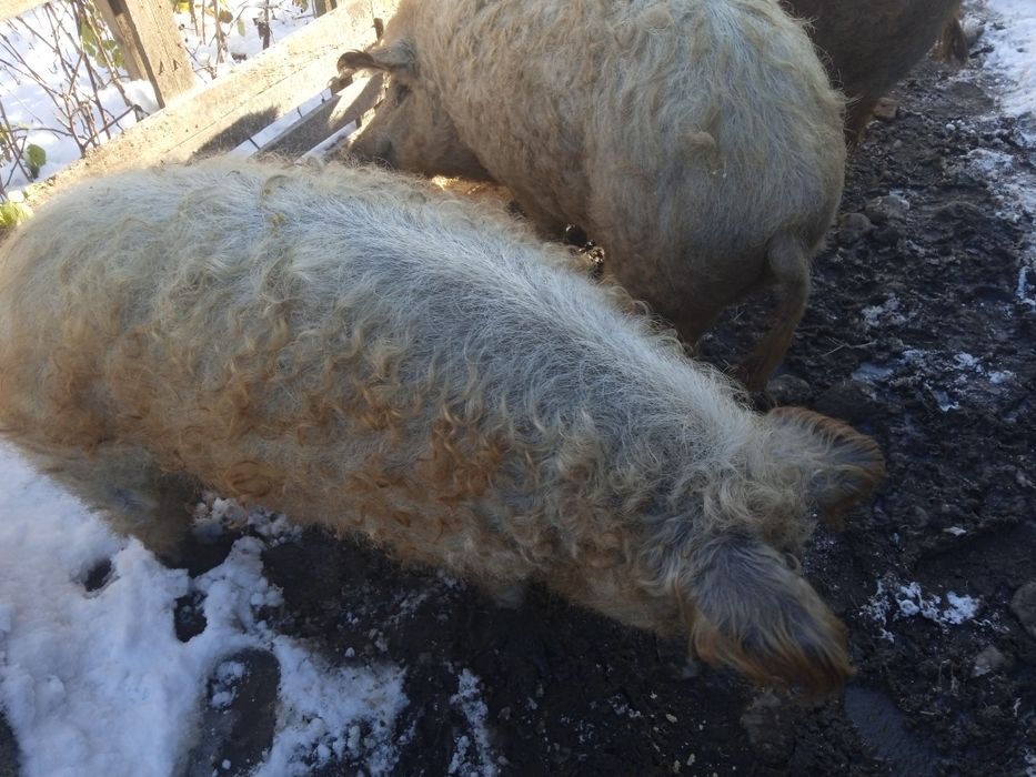 Сало мангалиці угорської